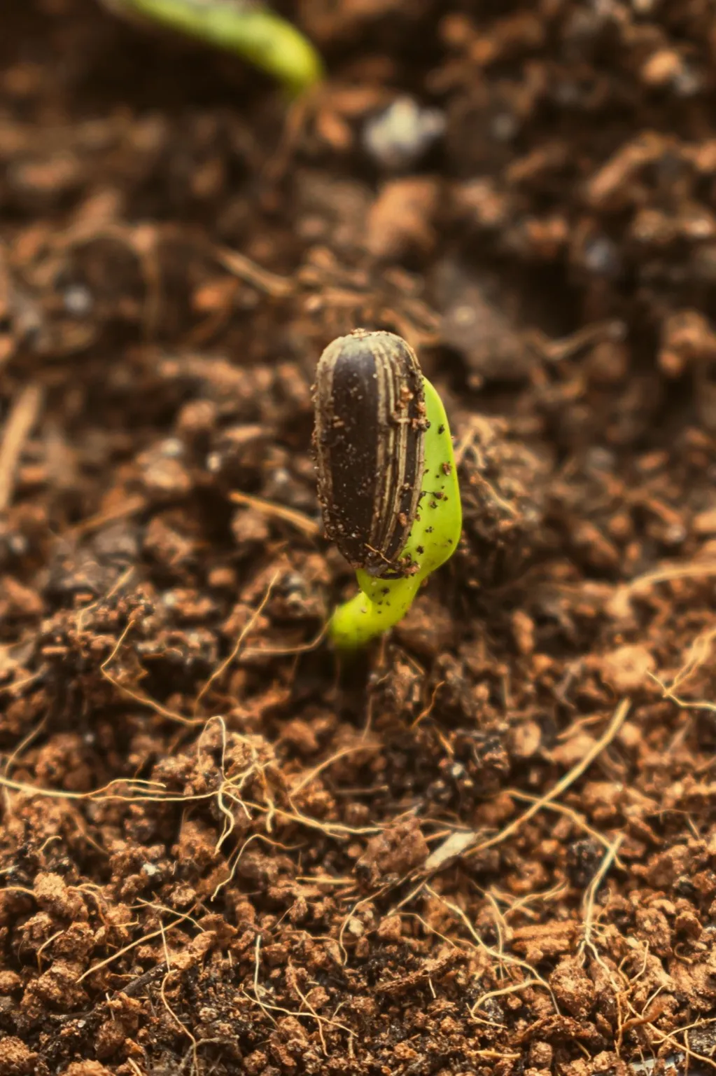 Macro photo of a seed just sprouting through dark soil