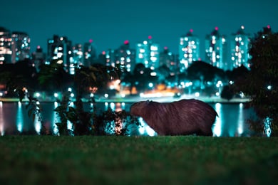 Capybara