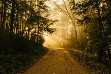 Path in a forest